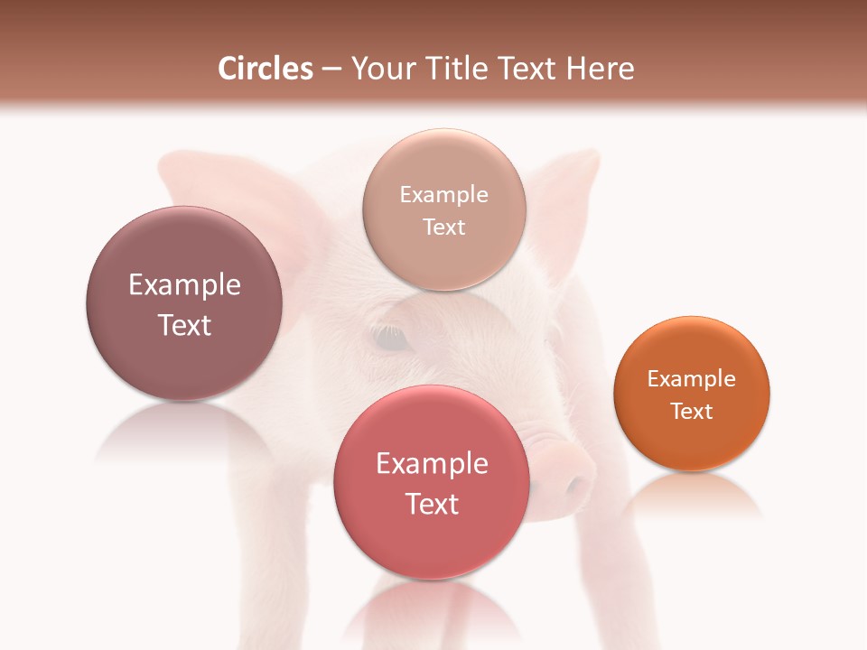 Pork Pink Standing PowerPoint Template