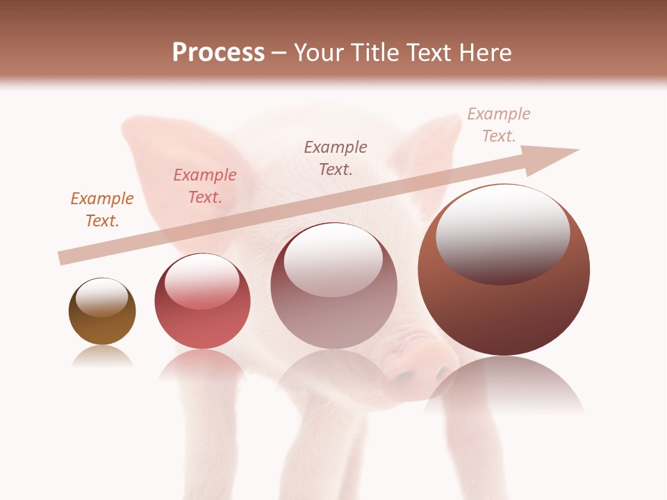 Pork Pink Standing PowerPoint Template