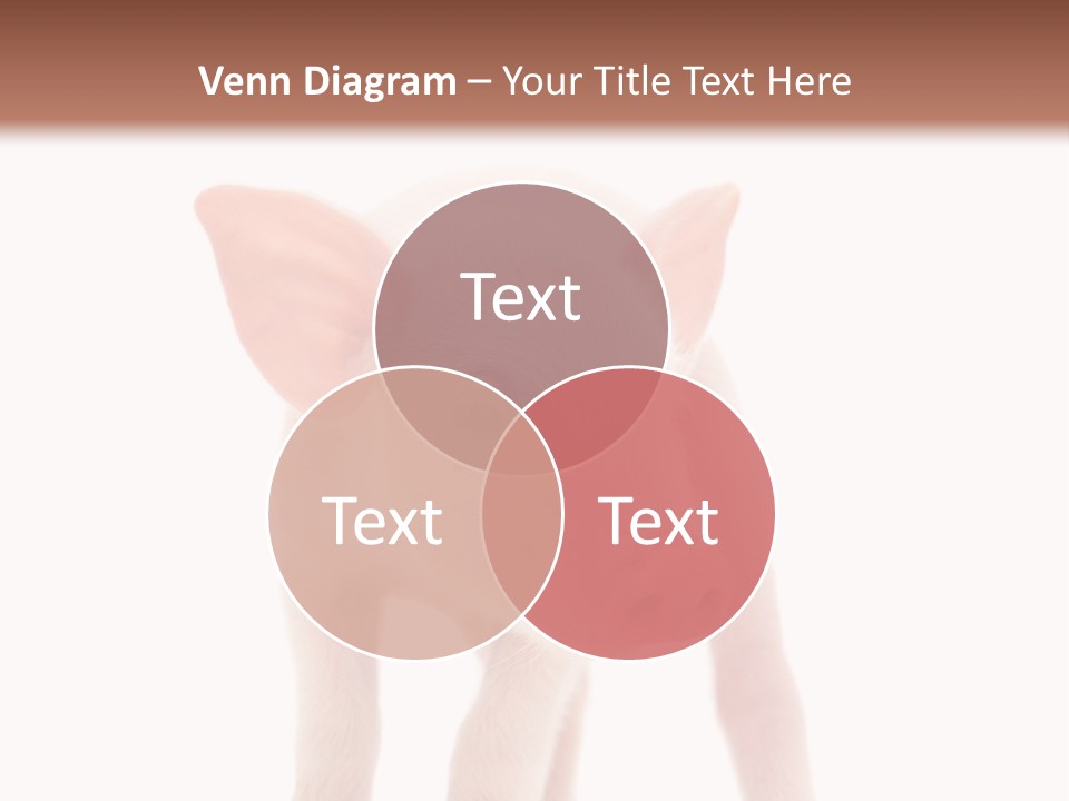 Pork Pink Standing PowerPoint Template