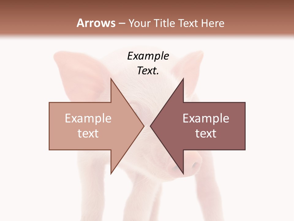 Pork Pink Standing PowerPoint Template