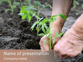 Seedling Greenhouse Sticking PowerPoint Template