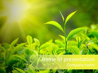 Asia Green Zen PowerPoint Template