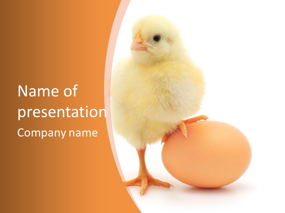 Eggs Isolated Single PowerPoint Template