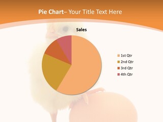 Eggs Isolated Single PowerPoint Template