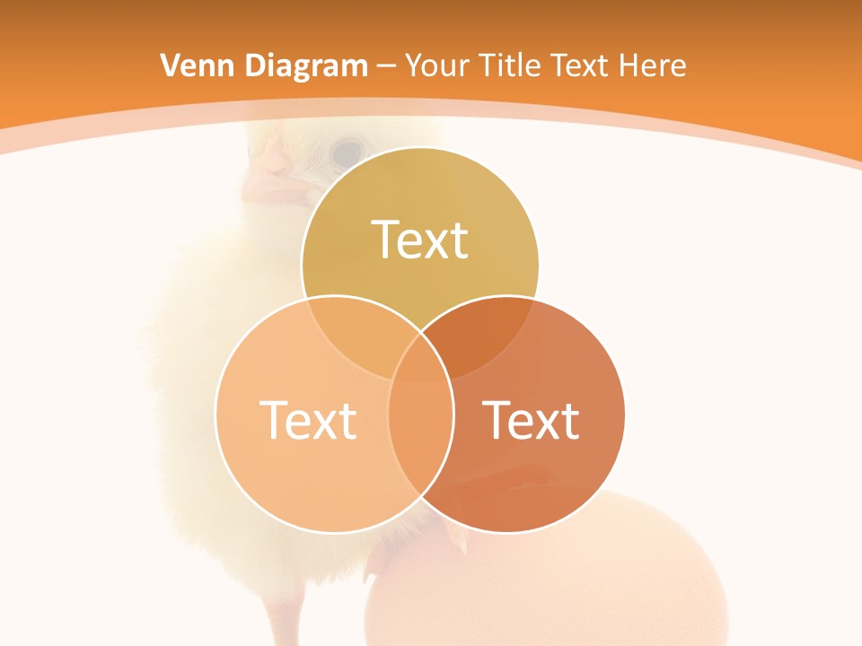 Eggs Isolated Single PowerPoint Template