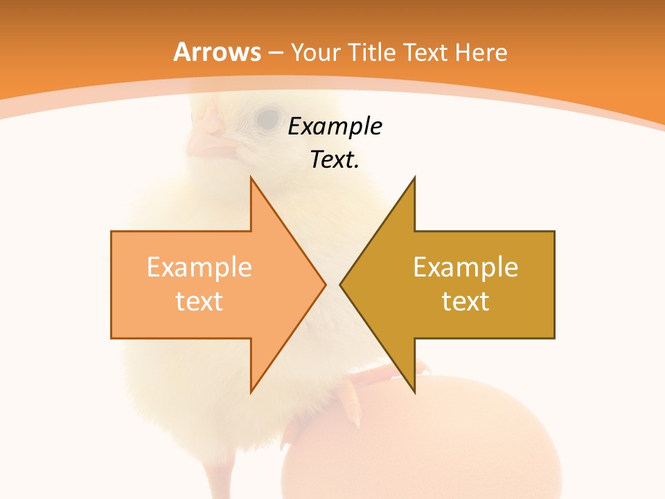 Eggs Isolated Single PowerPoint Template
