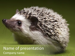 Shot Wildlife Protection PowerPoint Template