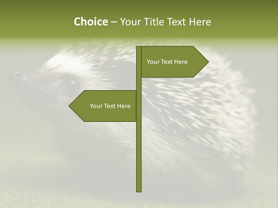 Shot Wildlife Protection PowerPoint Template