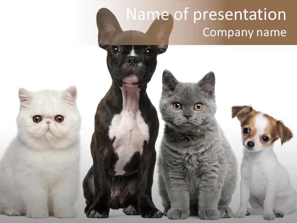 Group Of Dogs And Cats PowerPoint Template