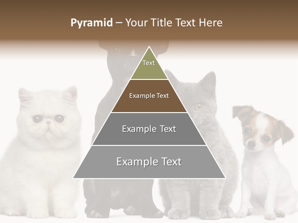 Group Of Dogs And Cats PowerPoint Template