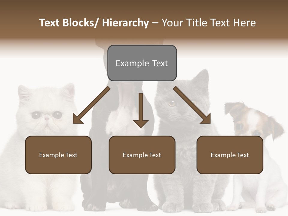 Group Of Dogs And Cats PowerPoint Template