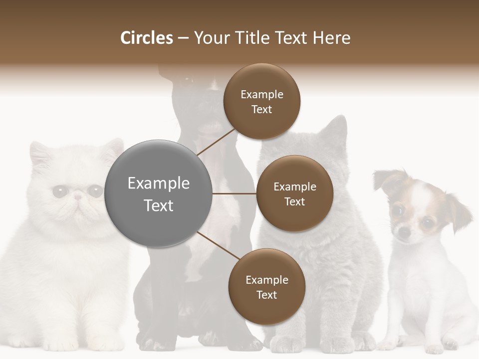 Group Of Dogs And Cats PowerPoint Template