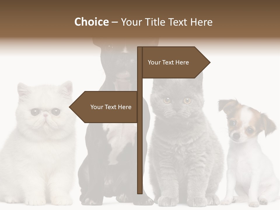 Group Of Dogs And Cats PowerPoint Template