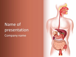 Symbol Health Cecum PowerPoint Template