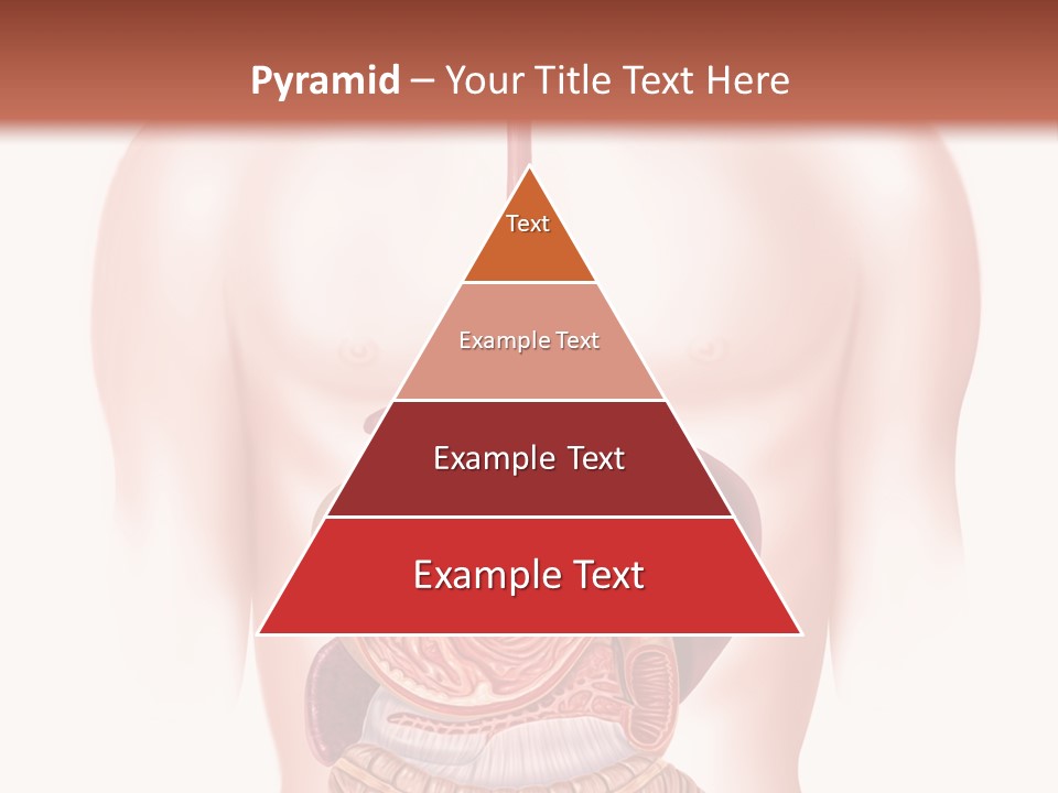 Symbol Health Cecum PowerPoint Template