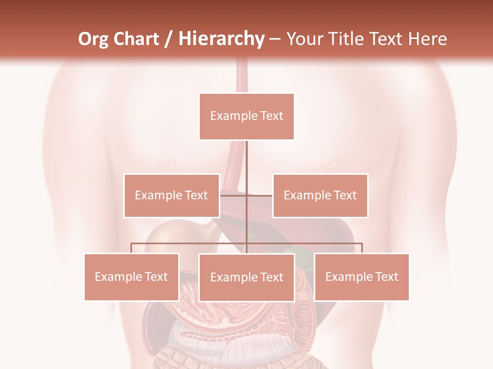 Symbol Health Cecum PowerPoint Template