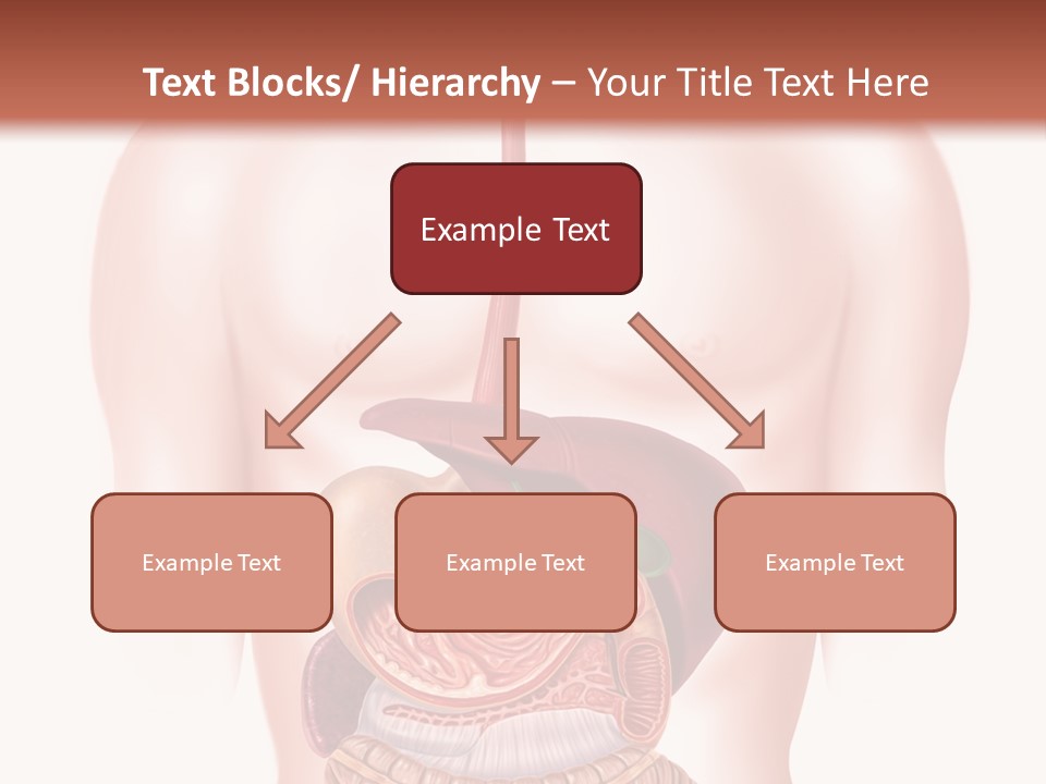 Symbol Health Cecum PowerPoint Template