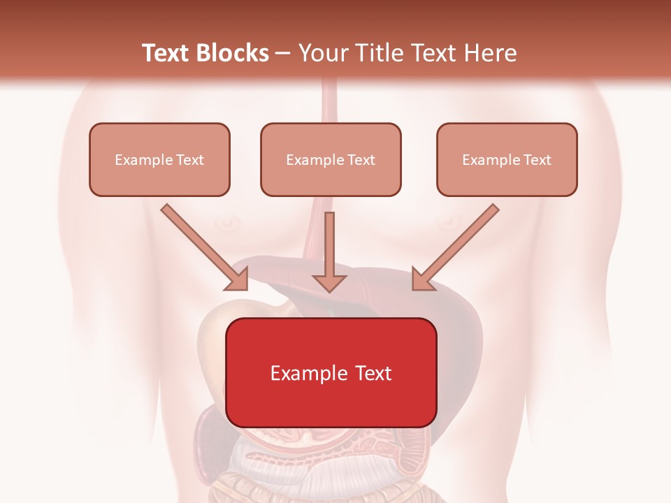 Symbol Health Cecum PowerPoint Template