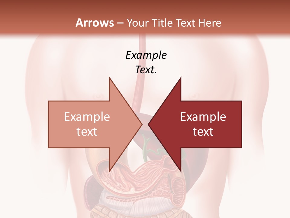 Symbol Health Cecum PowerPoint Template