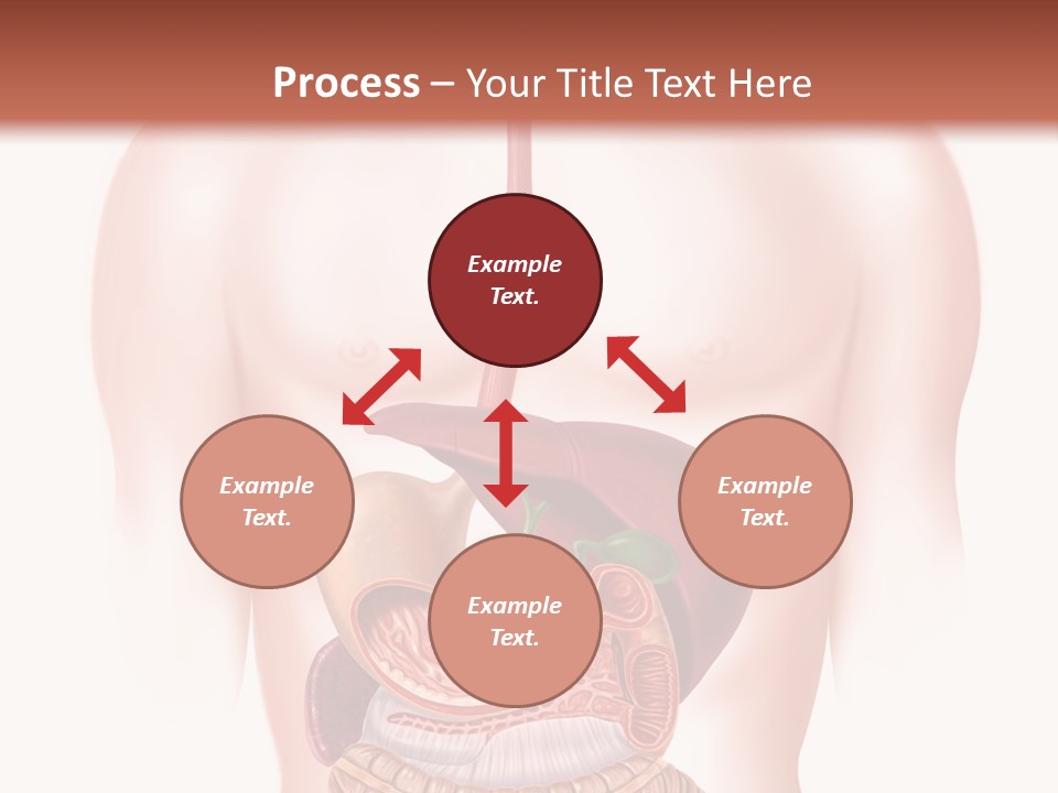 Symbol Health Cecum PowerPoint Template