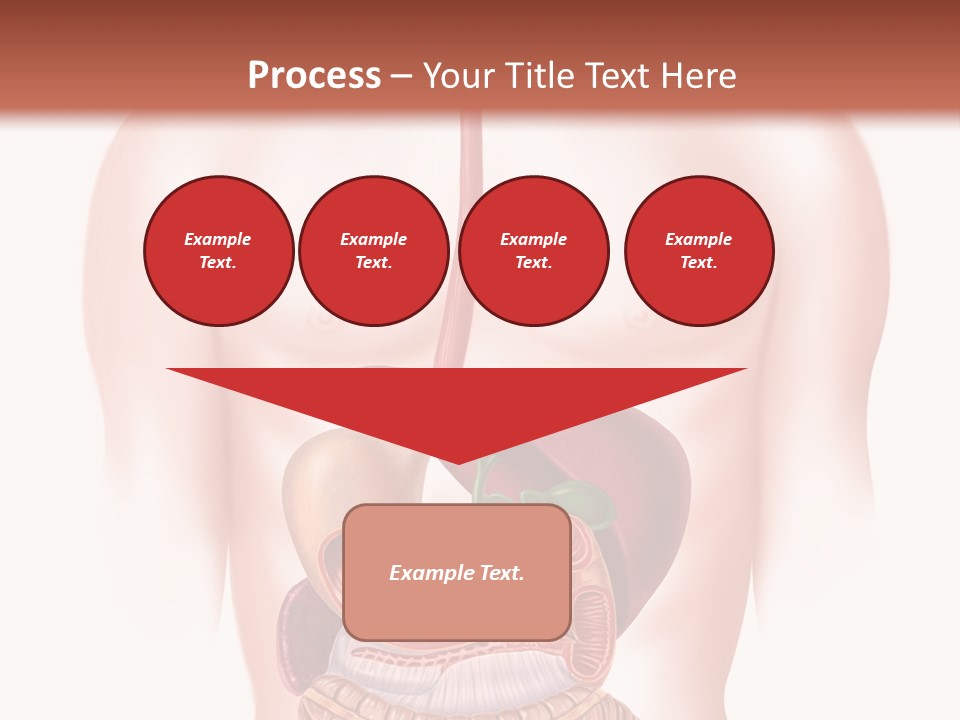 Symbol Health Cecum PowerPoint Template