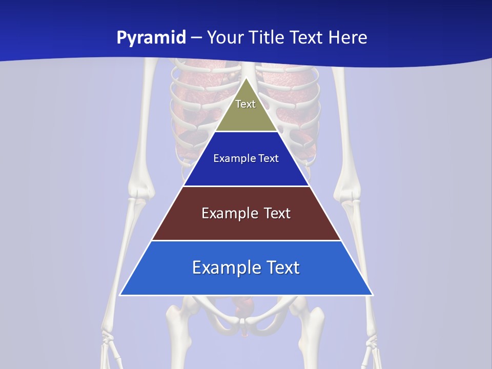 Anatomy Healthy Education PowerPoint Template