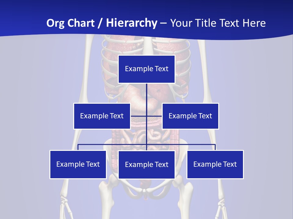 Anatomy Healthy Education PowerPoint Template