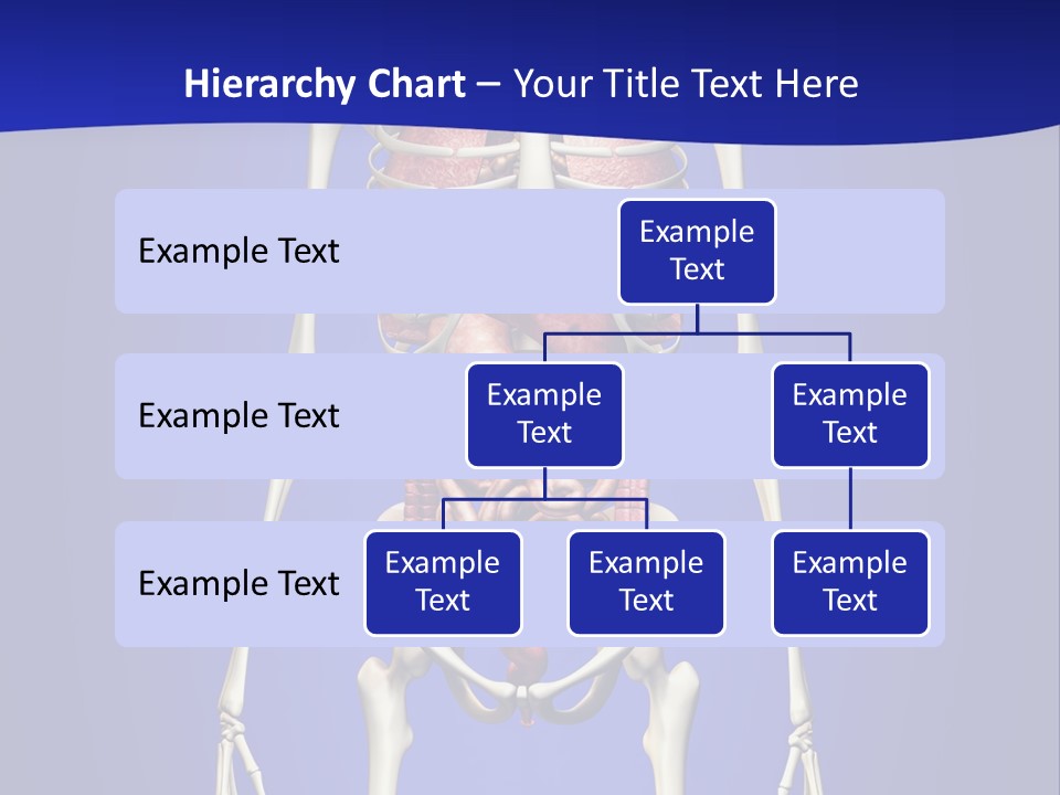 Anatomy Healthy Education PowerPoint Template