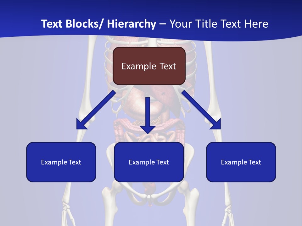 Anatomy Healthy Education PowerPoint Template