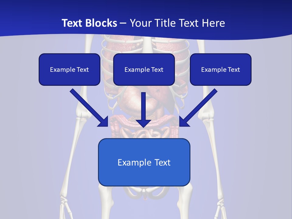 Anatomy Healthy Education PowerPoint Template