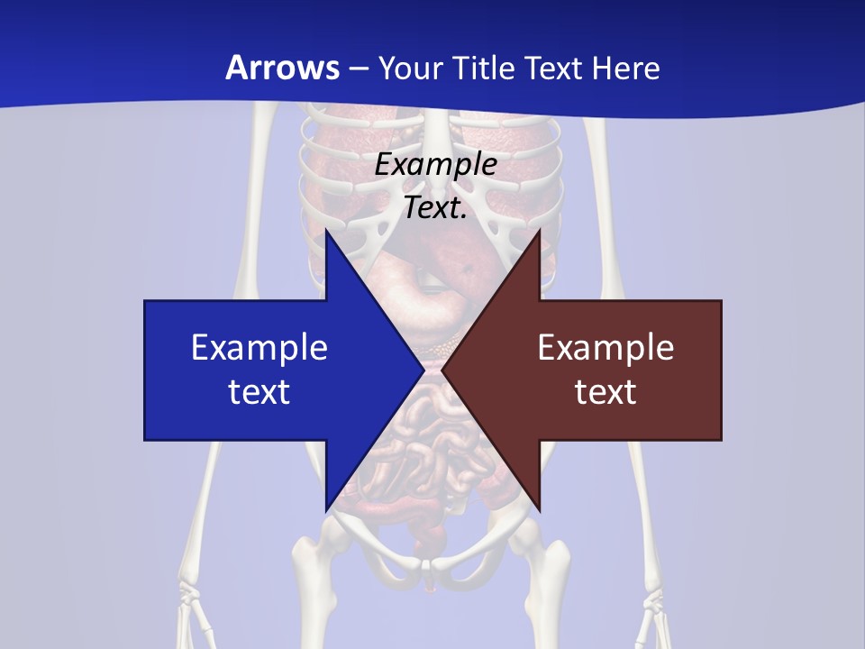 Anatomy Healthy Education PowerPoint Template