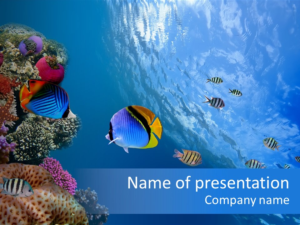 Fish PowerPoint Template