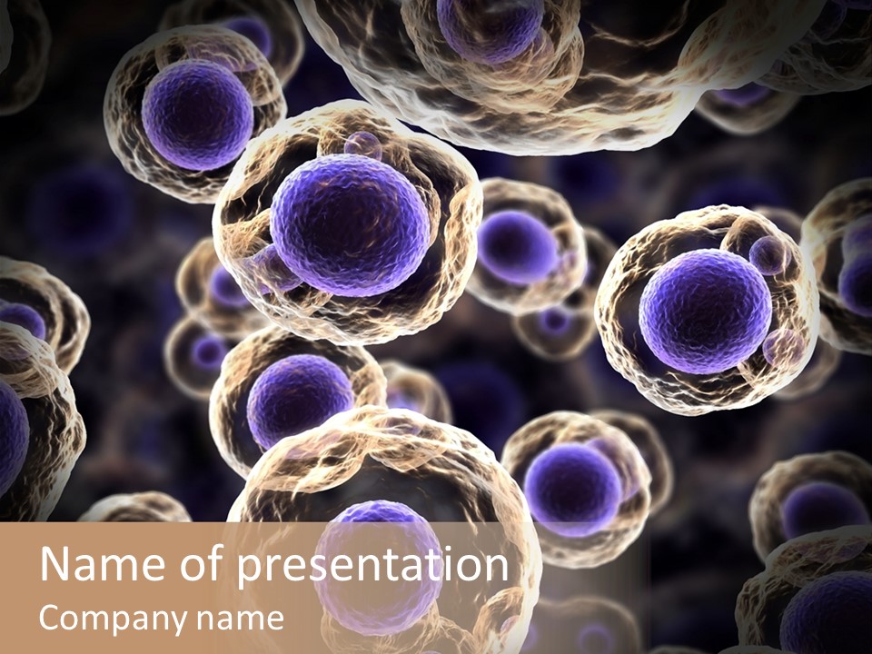 Hn Prometaphase Membrane PowerPoint Template