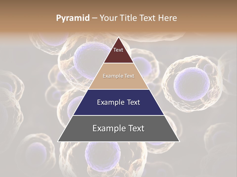 Hn Prometaphase Membrane PowerPoint Template