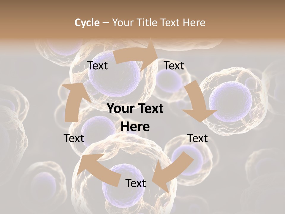 Hn Prometaphase Membrane PowerPoint Template