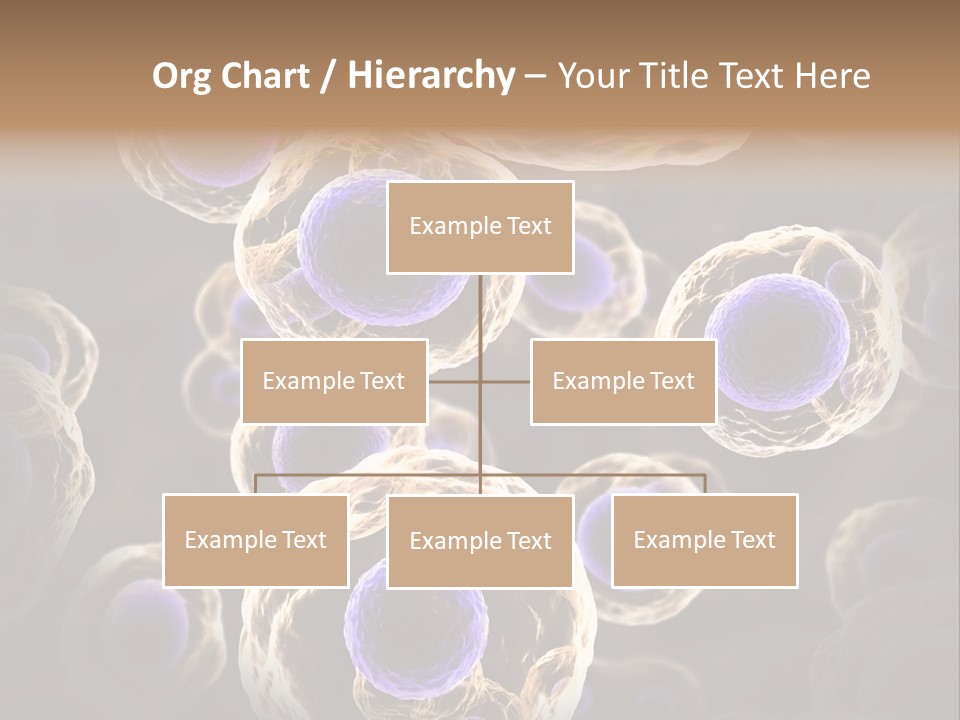 Hn Prometaphase Membrane PowerPoint Template
