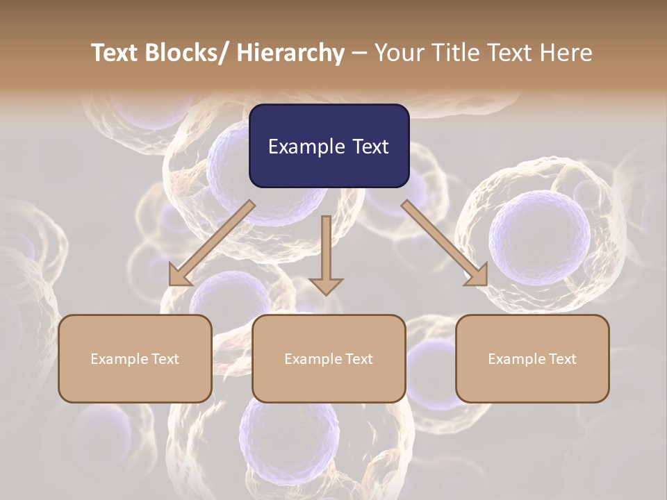 Hn Prometaphase Membrane PowerPoint Template