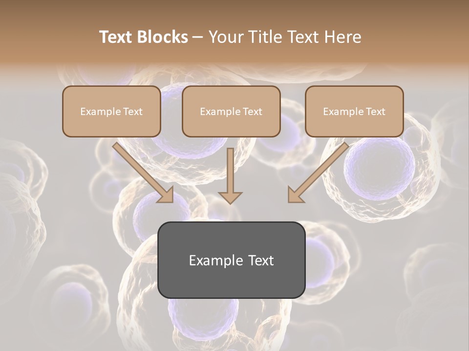Hn Prometaphase Membrane PowerPoint Template