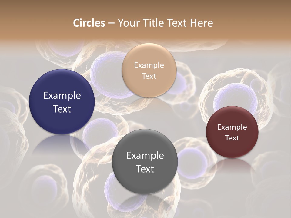 Hn Prometaphase Membrane PowerPoint Template