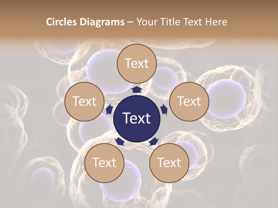 Hn Prometaphase Membrane PowerPoint Template