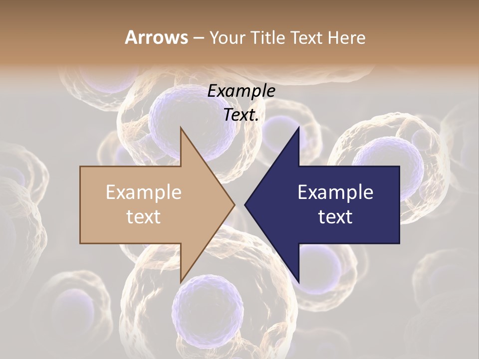 Hn Prometaphase Membrane PowerPoint Template