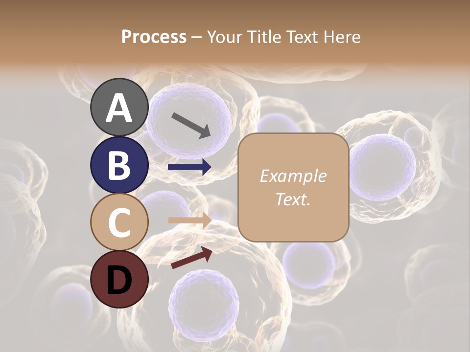 Hn Prometaphase Membrane PowerPoint Template