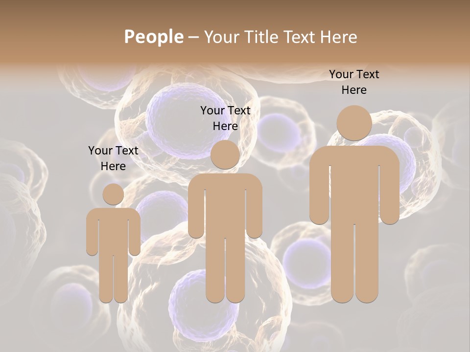Hn Prometaphase Membrane PowerPoint Template