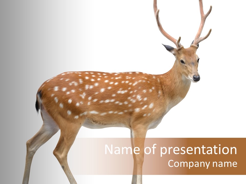 Wildlife Nature Cute PowerPoint Template