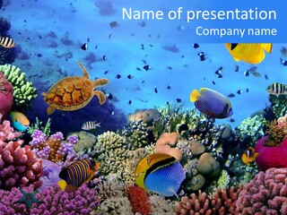 Landscape Hardcoral Dive PowerPoint Template