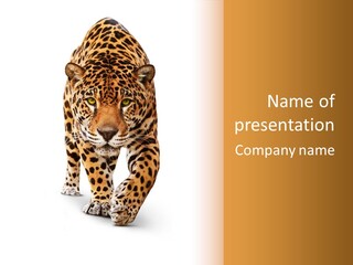 Front Animal Strength PowerPoint Template