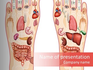 Glands Eye Intestine PowerPoint Template