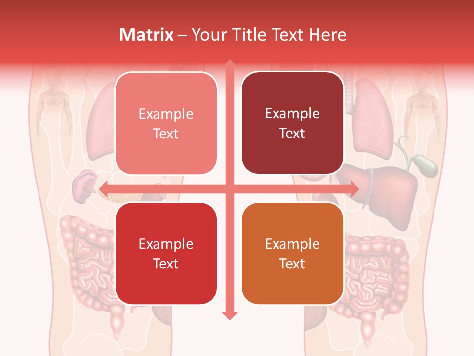 Glands Eye Intestine PowerPoint Template