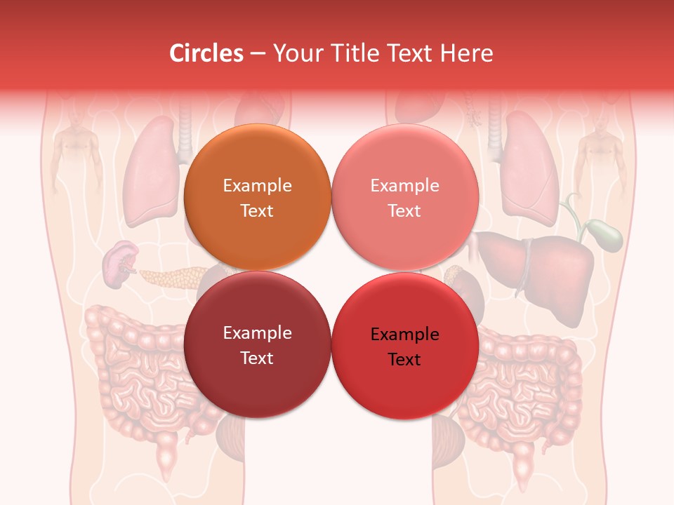 Glands Eye Intestine PowerPoint Template