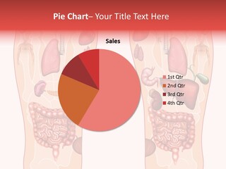 Glands Eye Intestine PowerPoint Template